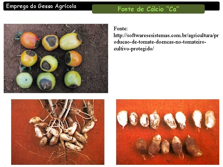 Emprego do Gesso Agrícola Fonte de Cálcio “Ca” Fonte: http: //softwaresesistemas. com. br/agricultura/pr oducao-de-tomate-doencas-no-tomateirocultivo-protegido/