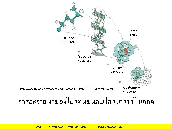 Heme group Primary structure Secondary structure Tertiary structure http: //www. rpi. edu/dept/chem-eng/Biotech-Environ/PRECIP/precpintro. html Quaternary