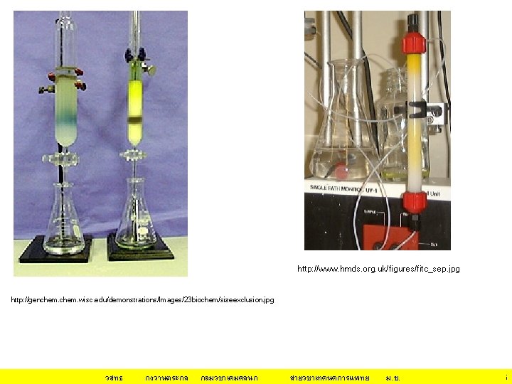 http: //www. hmds. org. uk/figures/fitc_sep. jpg http: //genchem. wisc. edu/demonstrations/Images/23 biochem/sizeexclusion. jpg วสทธ กงวานตระกล