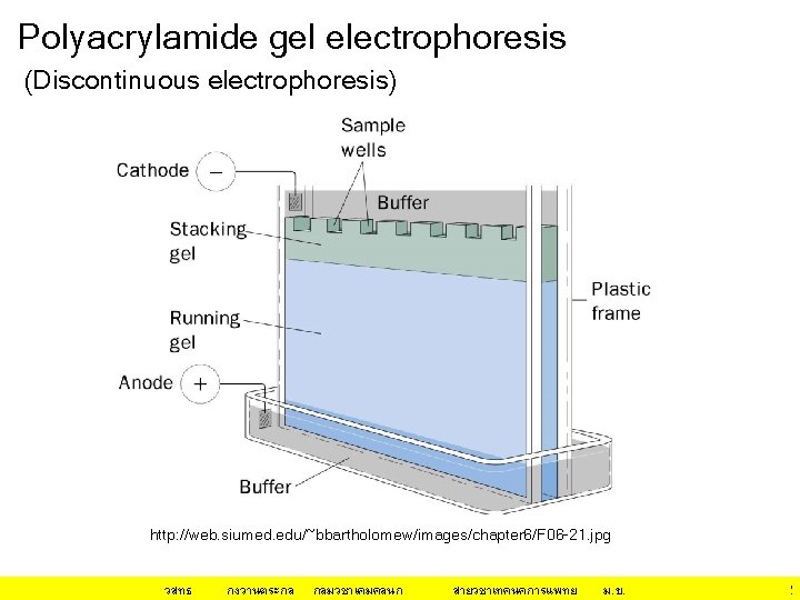 Polyacrylamide gel electrophoresis (Discontinuous electrophoresis) http: //web. siumed. edu/~bbartholomew/images/chapter 6/F 06 -21. jpg วสทธ