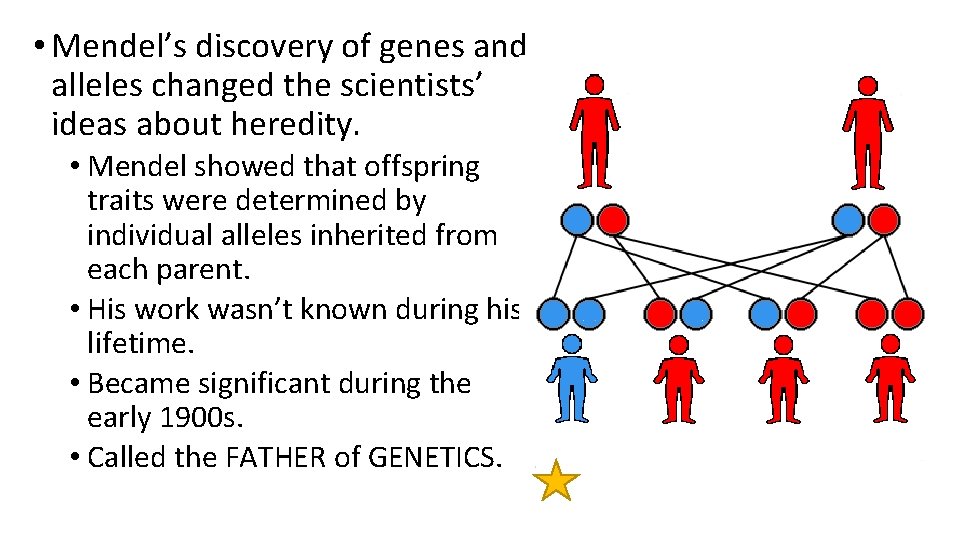  • Mendel’s discovery of genes and alleles changed the scientists’ ideas about heredity.