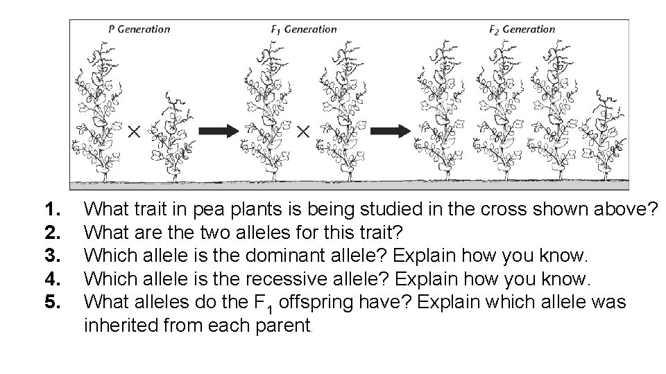  1. 2. 3. 4. 5. What trait in pea plants is being studied