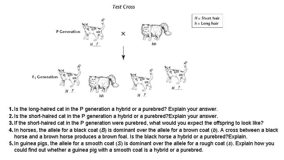1. Is the long-haired cat in the P generation a hybrid or a purebred?