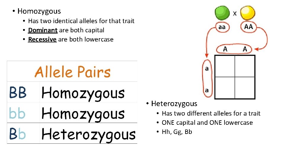  • Homozygous • Has two identical alleles for that trait • Dominant are