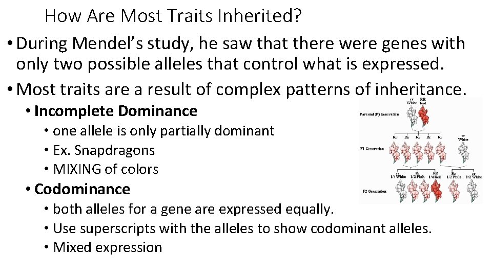 How Are Most Traits Inherited? • During Mendel’s study, he saw that there were