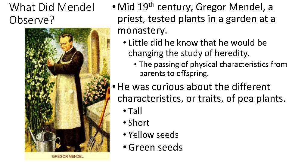 What Did Mendel Observe? • Mid 19 th century, Gregor Mendel, a priest, tested