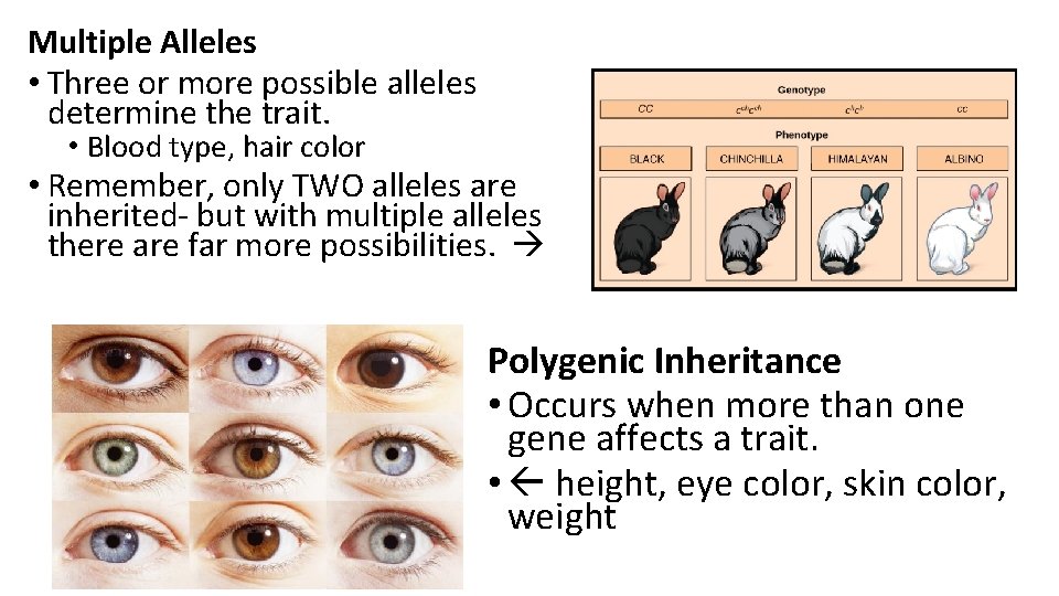Multiple Alleles • Three or more possible alleles determine the trait. • Blood type,