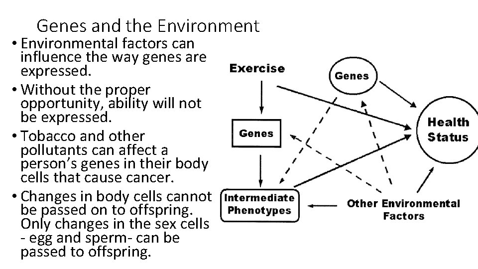 Genes and the Environment • Environmental factors can influence the way genes are expressed.