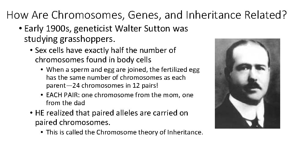 How Are Chromosomes, Genes, and Inheritance Related? • Early 1900 s, geneticist Walter Sutton