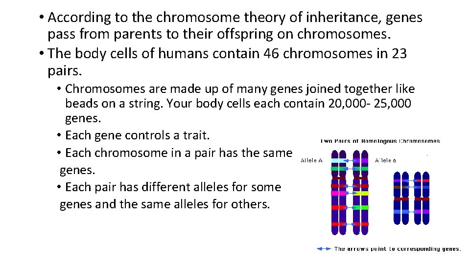  • According to the chromosome theory of inheritance, genes pass from parents to