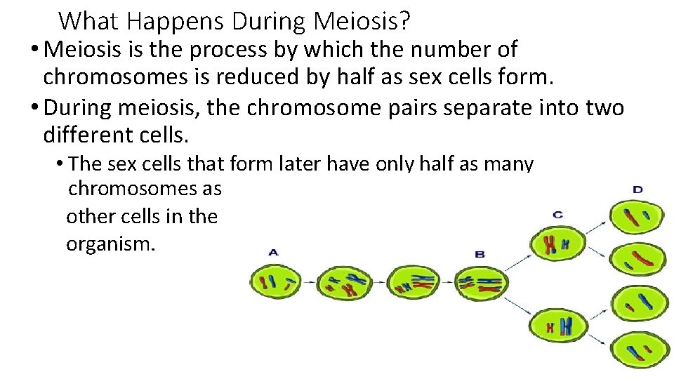 What Happens During Meiosis? • Meiosis is the process by which the number of