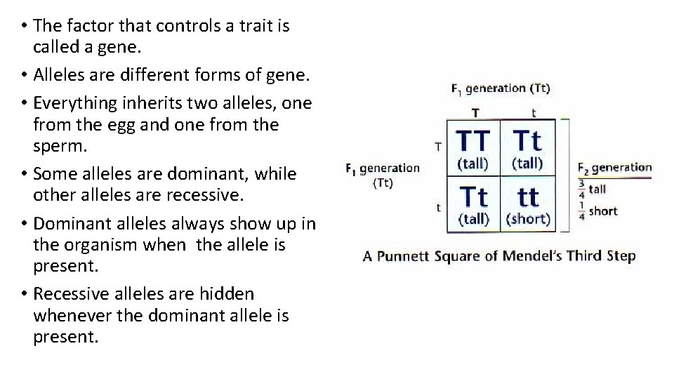  • The factor that controls a trait is called a gene. • Alleles