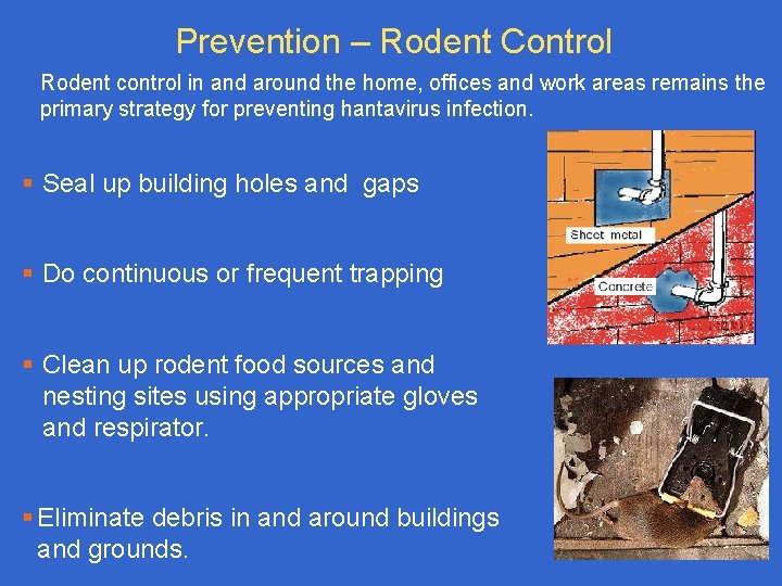Prevention – Rodent Control Rodent control in and around the home, offices and work