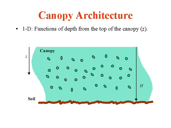 Canopy Architecture • 1 -D: Functions of depth from the top of the canopy