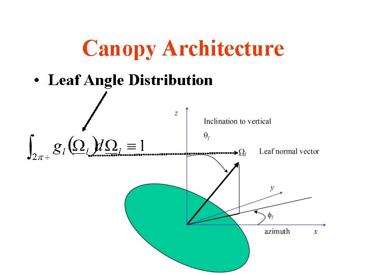 Canopy Architecture • Leaf Angle Distribution 