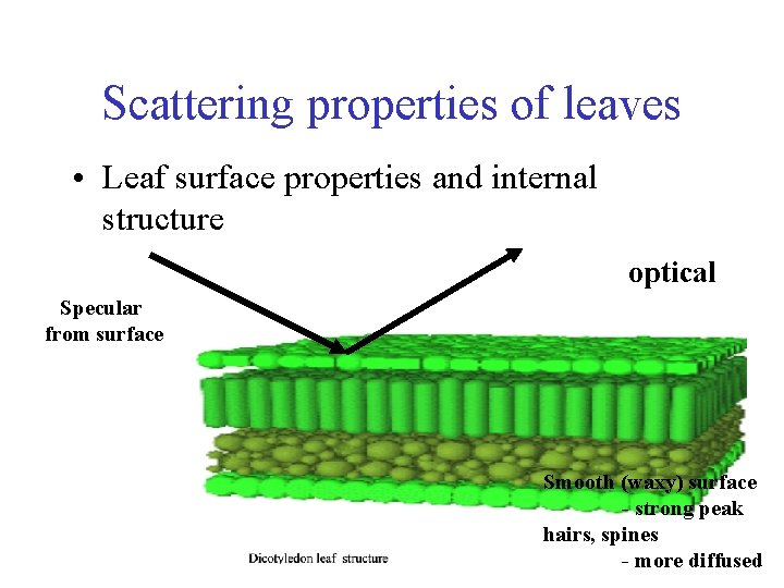 Scattering properties of leaves • Leaf surface properties and internal structure optical Specular from