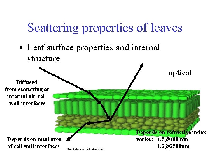 Scattering properties of leaves • Leaf surface properties and internal structure optical Diffused from