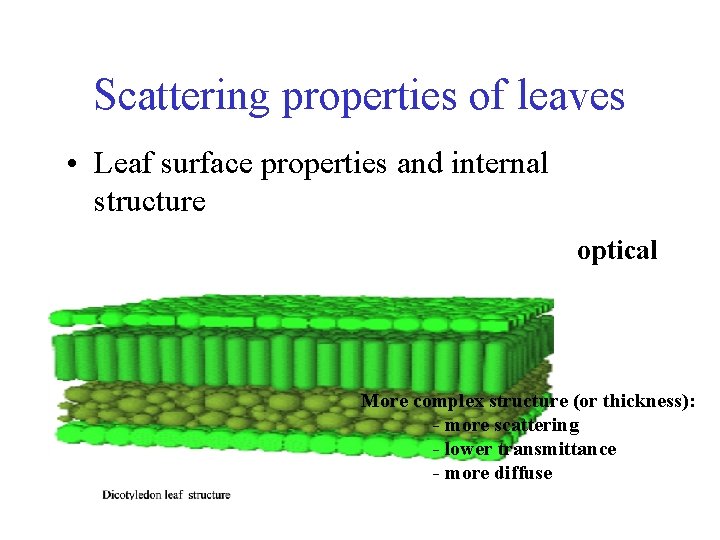 Scattering properties of leaves • Leaf surface properties and internal structure optical More complex