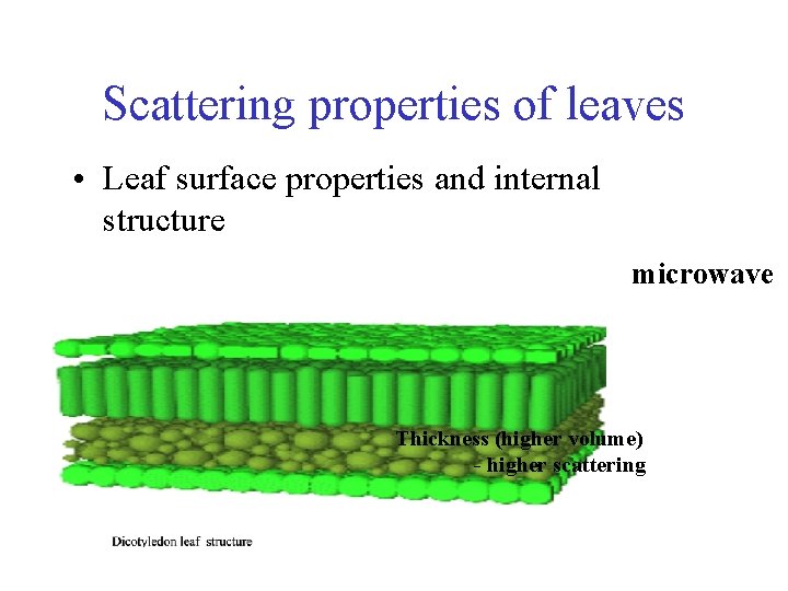 Scattering properties of leaves • Leaf surface properties and internal structure microwave Thickness (higher