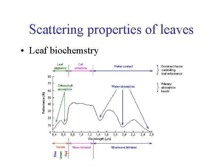 Scattering properties of leaves • Leaf biochemstry 