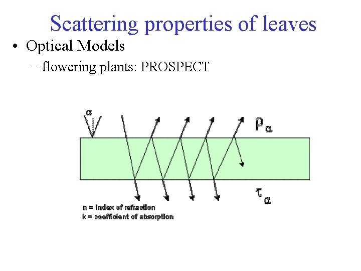 Scattering properties of leaves • Optical Models – flowering plants: PROSPECT 