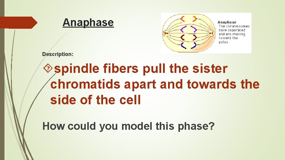 Anaphase Description: spindle fibers pull the sister chromatids apart and towards the side of Anaphase Description: spindle fibers pull the sister chromatids apart and towards the side of