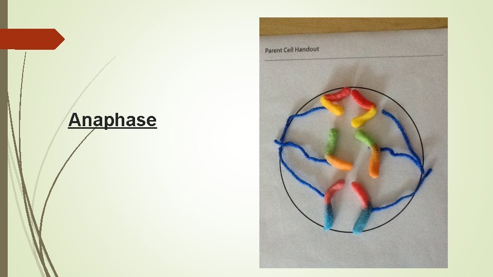 Modeling Mitosis How living things create new cells