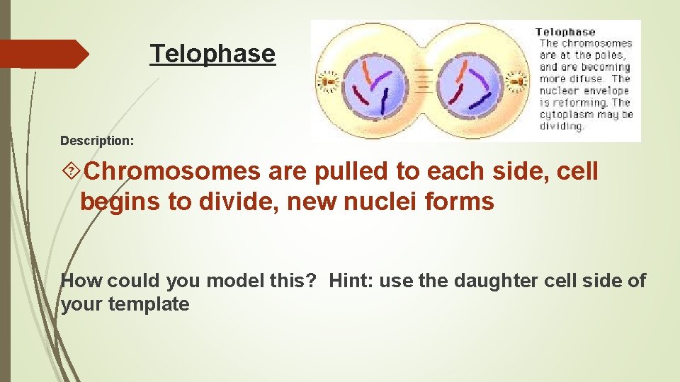 Telophase Description: Chromosomes are pulled to each side, cell begins to divide, new nuclei Telophase Description: Chromosomes are pulled to each side, cell begins to divide, new nuclei