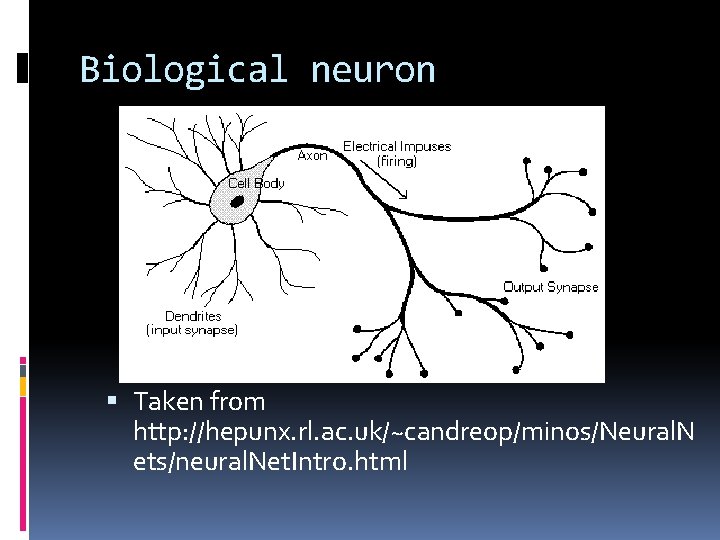 Biological neuron Taken from http: //hepunx. rl. ac. uk/~candreop/minos/Neural. N ets/neural. Net. Intro. html