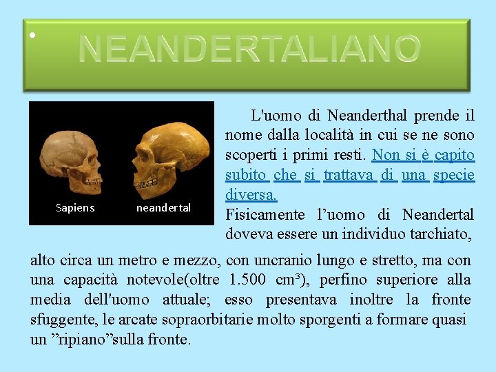 • Sapiens neandertal L'uomo di Neanderthal prende il nome dalla località in cui • Sapiens neandertal L'uomo di Neanderthal prende il nome dalla località in cui