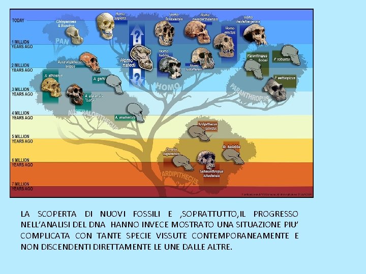 LA SCOPERTA DI NUOVI FOSSILI E , SOPRATTUTTO, IL PROGRESSO NELL’ANALISI DEL DNA HANNO LA SCOPERTA DI NUOVI FOSSILI E , SOPRATTUTTO, IL PROGRESSO NELL’ANALISI DEL DNA HANNO