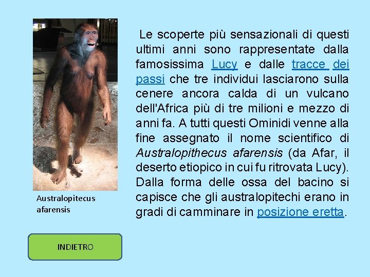 Le scoperte più sensazionali di questi Australopitecus afarensis INDIETRO ultimi anni sono rappresentate Le scoperte più sensazionali di questi Australopitecus afarensis INDIETRO ultimi anni sono rappresentate