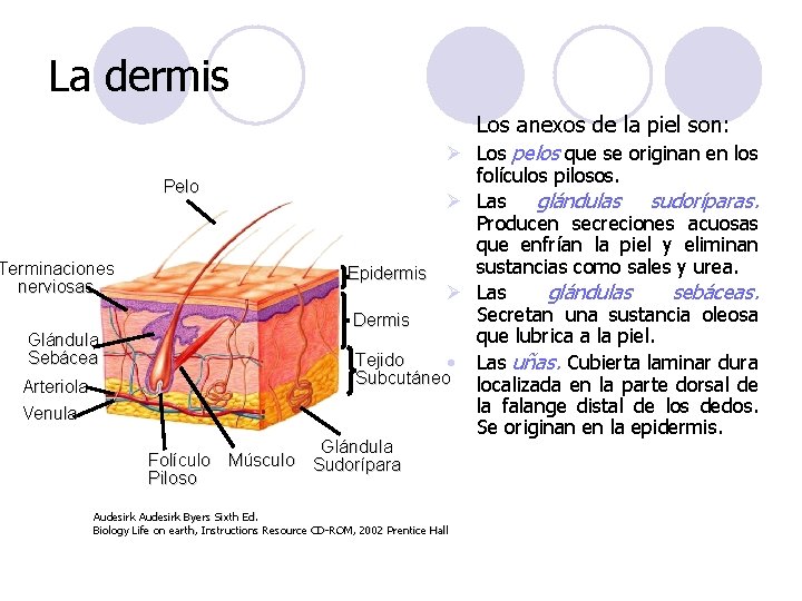La dermis Los anexos de la piel son: Ø Los pelos que se originan La dermis Los anexos de la piel son: Ø Los pelos que se originan