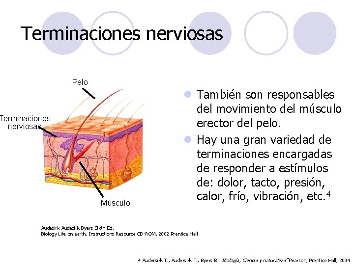 Terminaciones nerviosas Pelo Terminaciones nerviosas Músculo l También son responsables del movimiento del músculo Terminaciones nerviosas Pelo Terminaciones nerviosas Músculo l También son responsables del movimiento del músculo