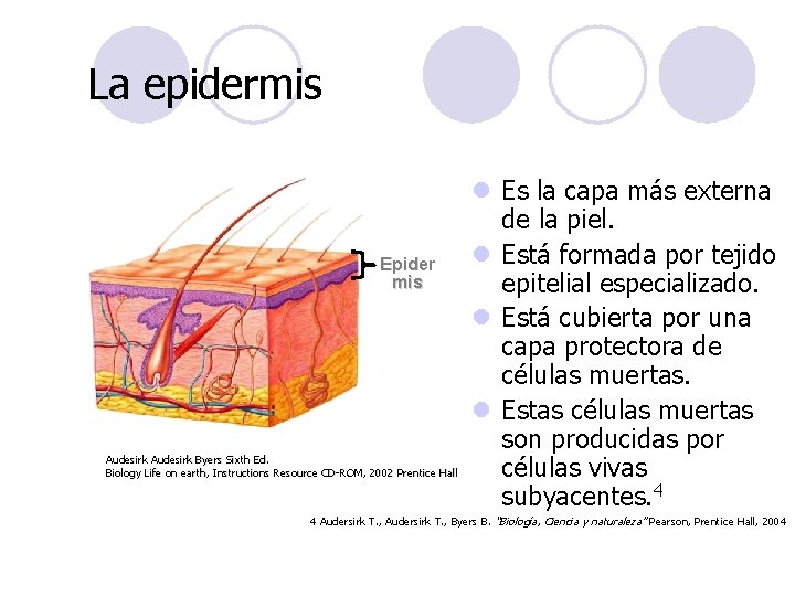 La epidermis Epider mis Audesirk Byers Sixth Ed. Biology Life on earth, Instructions Resource La epidermis Epider mis Audesirk Byers Sixth Ed. Biology Life on earth, Instructions Resource