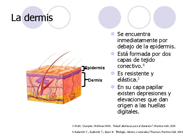 La dermis Epidermis Dermis l Se encuentra inmediatamente por debajo de la epidermis. l La dermis Epidermis Dermis l Se encuentra inmediatamente por debajo de la epidermis. l