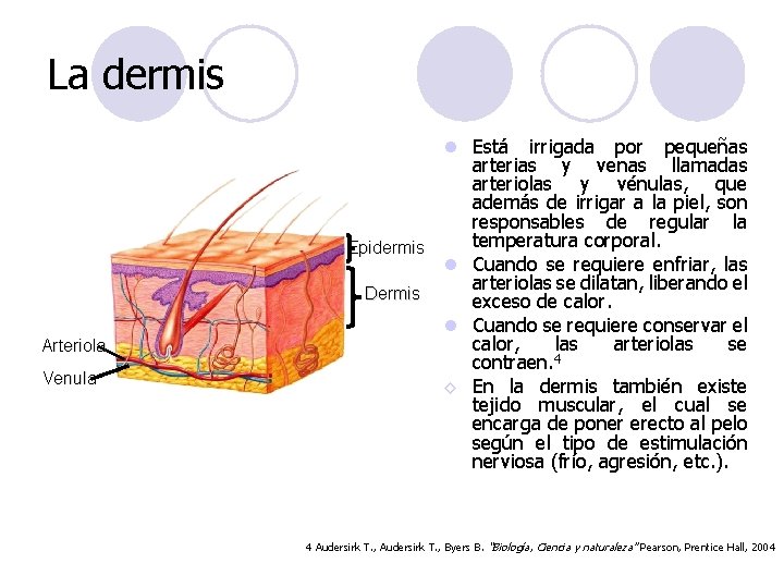 La dermis Arteriola Venula l Está irrigada por pequeñas arterias y venas llamadas arteriolas La dermis Arteriola Venula l Está irrigada por pequeñas arterias y venas llamadas arteriolas