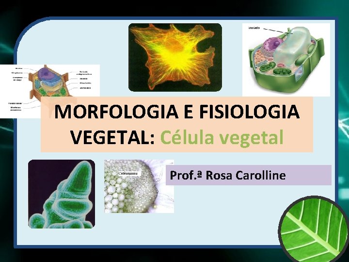 MORFOLOGIA E FISIOLOGIA VEGETAL: Célula vegetal Prof. ª Rosa Carolline 