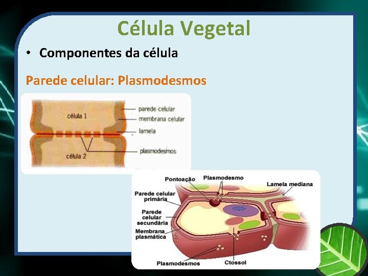 Célula Vegetal • Componentes da célula Parede celular: Plasmodesmos 