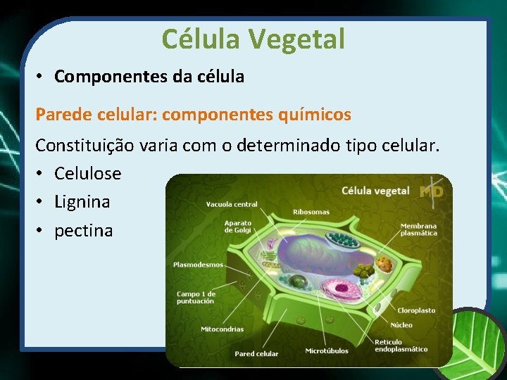 Célula Vegetal • Componentes da célula Parede celular: componentes químicos Constituição varia com o