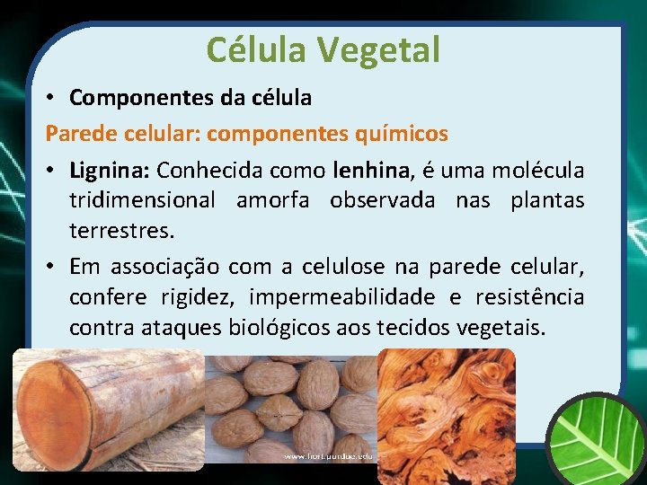 Célula Vegetal • Componentes da célula Parede celular: componentes químicos • Lignina: Conhecida como
