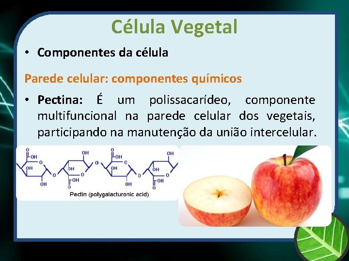 Célula Vegetal • Componentes da célula Parede celular: componentes químicos • Pectina: É um