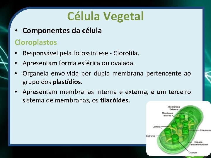 Célula Vegetal • Componentes da célula Cloroplastos • Responsável pela fotossíntese - Clorofila. •