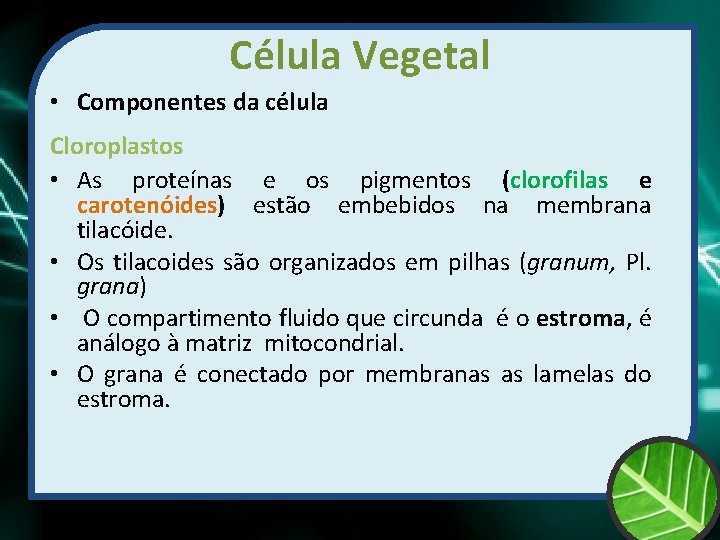 Célula Vegetal • Componentes da célula Cloroplastos • As proteínas e os pigmentos (clorofilas