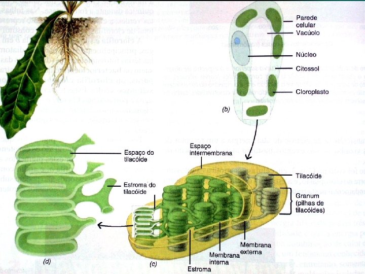 Célula Vegetal • Componentes da célula Cloroplastos 