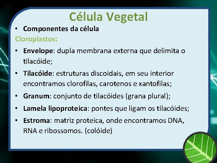 Célula Vegetal • Componentes da célula Cloroplastos: • Envelope: dupla membrana externa que delimita