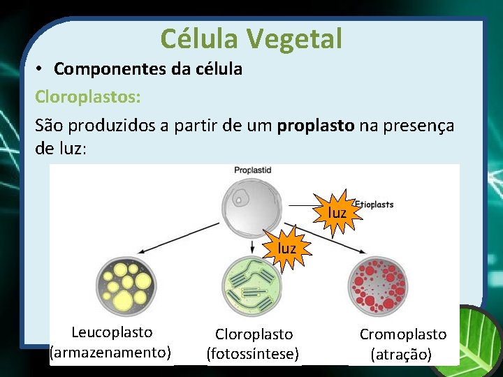 Célula Vegetal • Componentes da célula Cloroplastos: São produzidos a partir de um proplasto