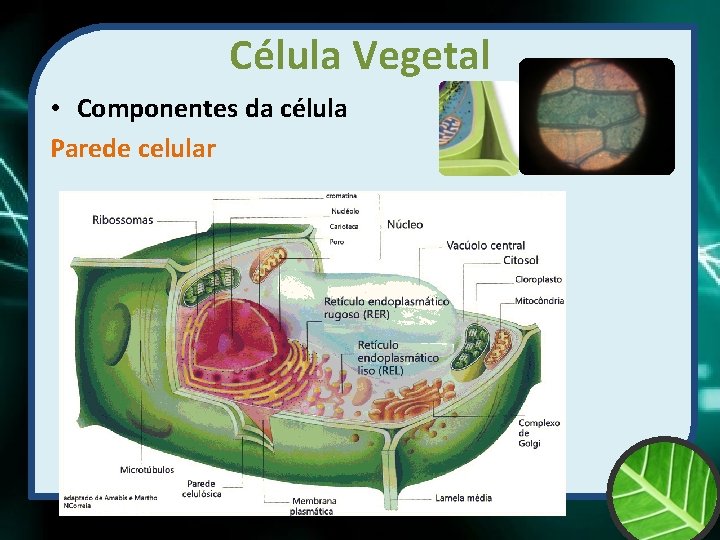 Célula Vegetal • Componentes da célula Parede celular 