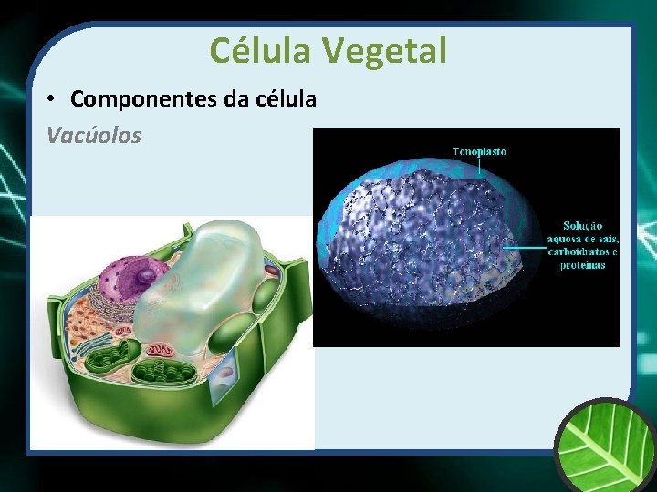 Célula Vegetal • Componentes da célula Vacúolos 