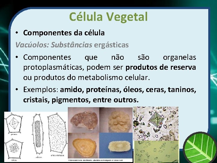 Célula Vegetal • Componentes da célula Vacúolos: Substâncias ergásticas • Componentes que não são